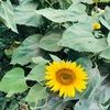 maninder_4u